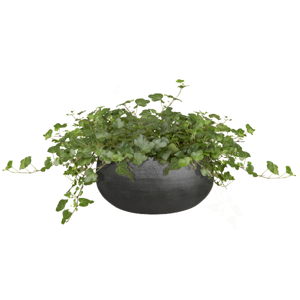 Ster servet Vuilnisbak top 10 luchtzuiverende planten – GroenRijk