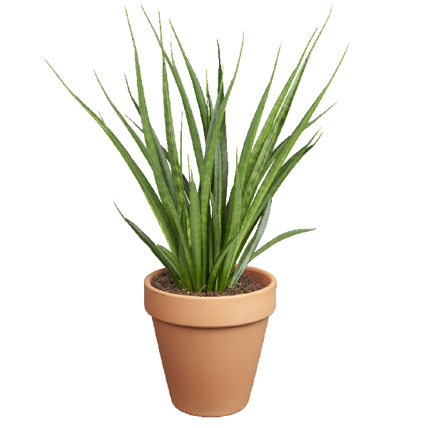 Ster servet Vuilnisbak top 10 luchtzuiverende planten – GroenRijk