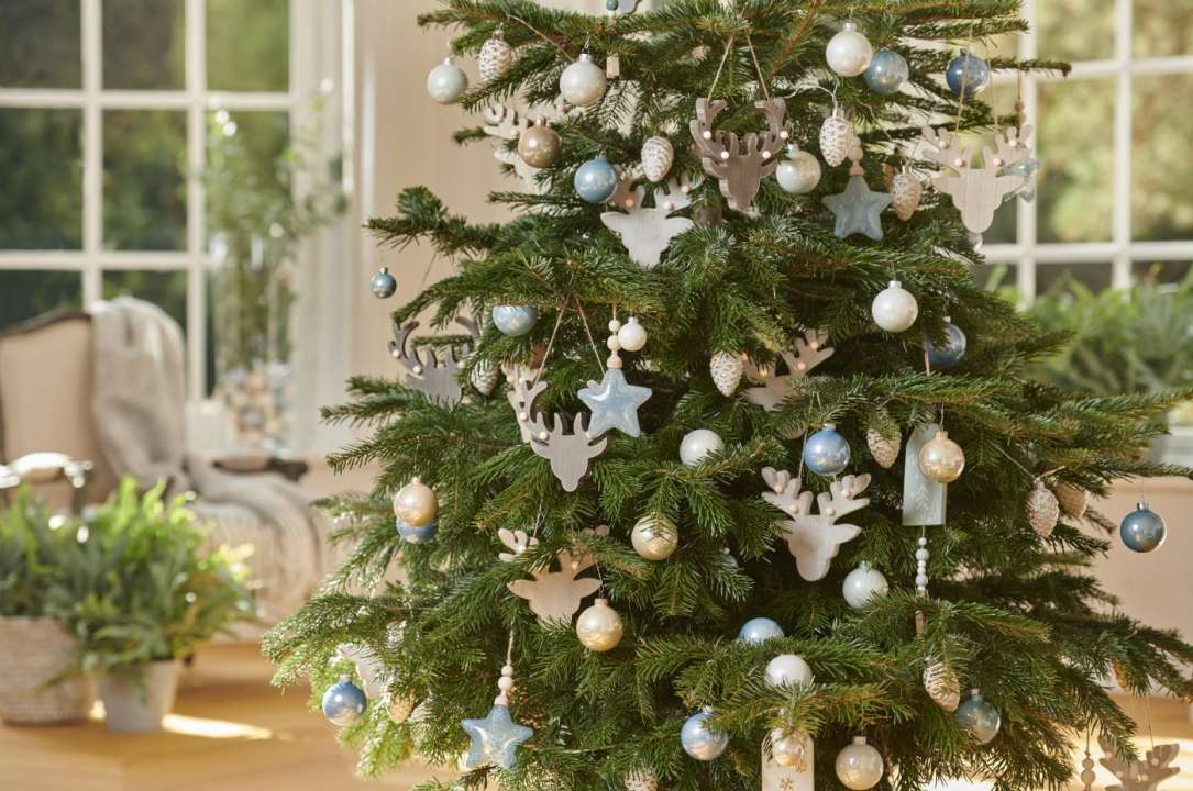 Stevenson vermoeidheid Wierook Kerstbomen Kopen | GroenRijk